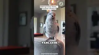 This Bird Loves Singing &ldquo;Bacon Pancakes&rdquo; &ndash; Cutest Cover Ever!