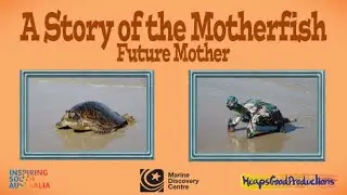 A Story of the Motherfish: Future Mother. A turtle's tale.