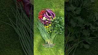 Ini hasil @kebunku007 , mana hasil kebun mu? 🥰😘🤑🍃💦 🌱 #garden #gardening