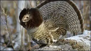 Ruffed grouse Sounds