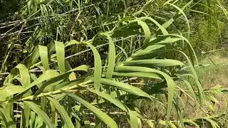 Giant Reed
