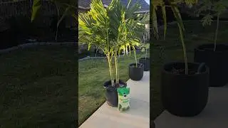 How to fertilize a Christmas Palm