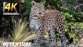 4k video | The Power of World | 4KUHD | OFTENTUBE