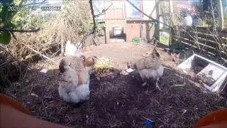 Allotment Chickens