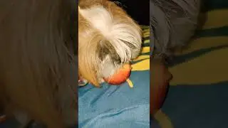 shihtzu eating a apple