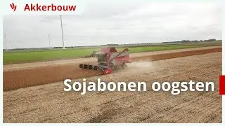 Geslaagde opbrengst biologische sojabonen
