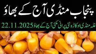 New maize rate today // okara mandi maize rate // maize price today Punjab mandi 22.11.2025