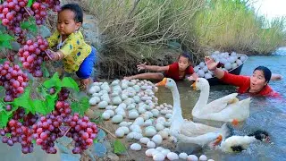 Mother and child Found Goose egg and Grapes at river - Fried Goose for baby dog Eating delicious