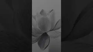 lotus flower drawing #youtubeshorts #art #liveart #tending #viralvideo #sketch #viral #shorts #