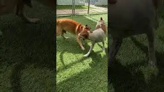 PAWS4you Pepito and Chowder