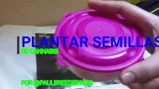 Como plantar semillas de cannabis o marihuana