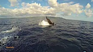 False Killer Whales Pseudorca traveling offshore of Corcovado National Park Costa Cetacea Media