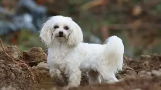 Maltese Dog Coat Care: Tips for Keeping It Fluffy and Clean