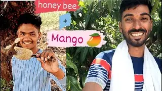 honey bee bite/ मध आणि आंबे घ्यायची मजा, #village madh/mango