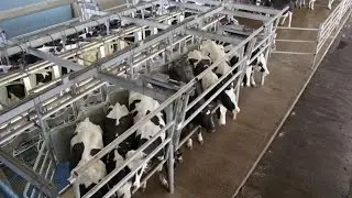 Porte ouverte, présentation d'une salle de traite 2x10