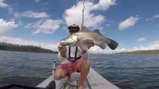 Hot barra bite in the timber