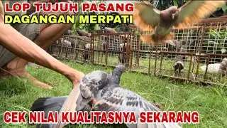 DAGANGAN TUJUH PASANG MERPATI SEKARANG