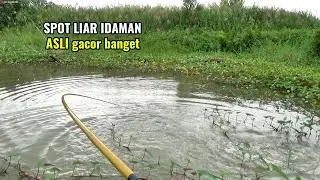 Spot liar ini potensi jadi sarang nila babon yang jadi incaran pemancing