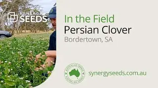 Wayne is in a Persian Clover paddock in Bordertown, SA