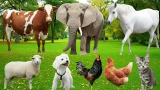 Cute Farm Animals - Sheep, Goat, Cow, Chicken, Rabbit, Pig, Duck, Buffalo, Dog, Parrot -Animal Video