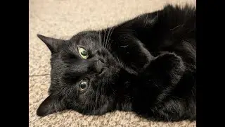 Surprising my daughter with adopting foster cat for Christmas