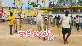 చిలకలూరిపేట జూనియర్ విభాగంలో 6వ జత కాకా బుల్స్,కొండపాటూరు, గుంటూరు జిల్లా .