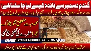 Today wheat rate in pakistan | Bajra rate today | Moong price | Guar price in punjab | wheat update