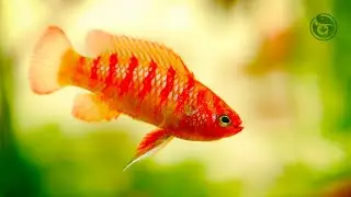 Peaceful Scarlet Badis Aquarium With Soft Music (2 Hours)