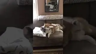 Cat bullies husky