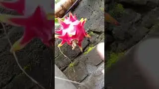 Dragon flower to fruit #dragonfruit