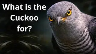 What Happens to Forests If Cuckoos Disappear?