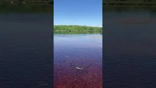 Spawning grounds fish everywhere