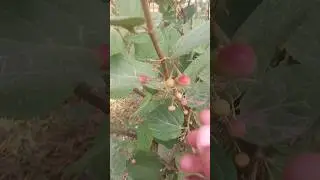 Falsa plant|Grewia Asiatica| #pickingfruit #short