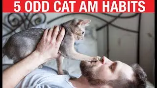 5 STRANGEST Cat Behaviors in the MORNING.