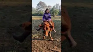Dexter Family Milk Cows: Living her best life!
