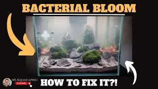 BACTERIAL BLOOM & CLOUDY WATER AQUARIUM IN FISH TANKS - HOW TO FIX IT?