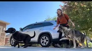 Dog Training Days w/ Kara 🐾