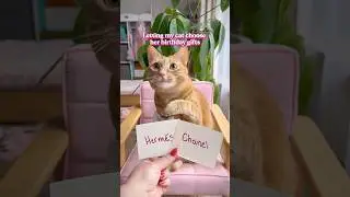 Letting my cat choose her birthday gifts #cats #cute