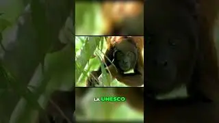 Parque Nacional del Manu: Biodiversidad Amaz&oacute;nica Inigualable #shorts