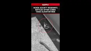 Noida News Today | On Cam: Noida Residents Rattled After Cobra Takes Elevator Ride