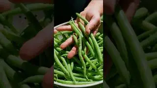 Plant Bush Beans Now for a Fast Fall Harvest (Low Desert Guide)