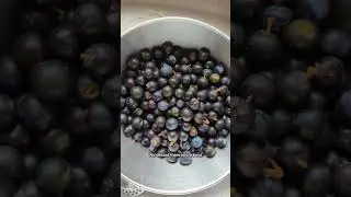 Foraging Sloes for Sloe Gin