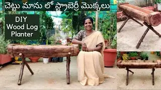 నేను తయారు చేసిన స్ట్రాబెర్రీ ప్లాంటర్ -DIY natural wood log planter for strawberries🍓Saileela Vlogs