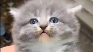 Cat glitch meme