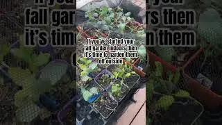 Time to harden off your seedlings outside 🌱 #fallgarden #gardening #gardeningtips