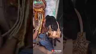 Vigo video comedy download this app fully fun