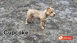 What is the right age to breed a Pocket American Bully? 