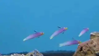 helfrich firefish