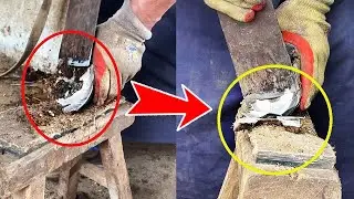 Hoof trimming: black foreign body embedded in donkey hoof! Craftsman care with ease!