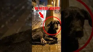 Injured dog found on late night walk... his reaction broke our hearts #shorts